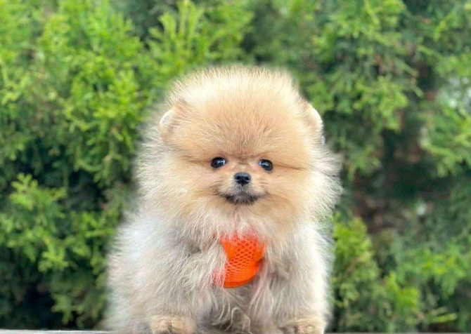 Safkan Pomeranian Boo Bebekler